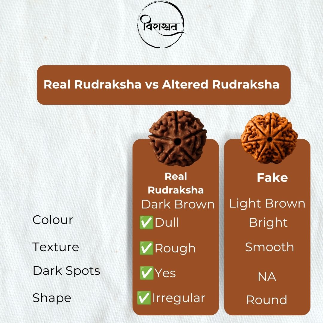 Nepali 6 Mukhi Rudraksha Pendant – 100% Natural & Certified