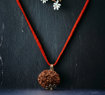 Nepali 10 Mukhi Rudraksha – 100% Natural & Certified