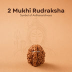 Nepali 2 Mukhi Rudraksha