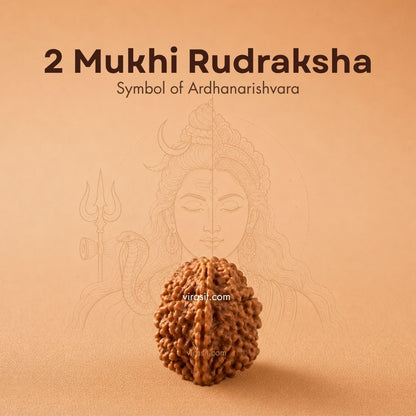 Nepali 2 Mukhi Rudraksha