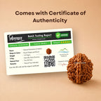 Nepali 2 Mukhi Rudraksha