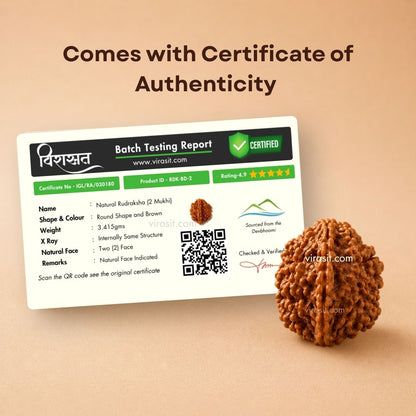 Nepali 2 Mukhi Rudraksha