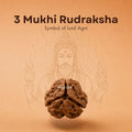 Nepali 3 Mukhi Rudraksha