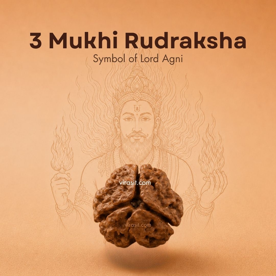Nepali 3 Mukhi Rudraksha