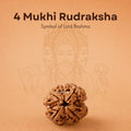 Nepali 4 Mukhi Rudraksha
