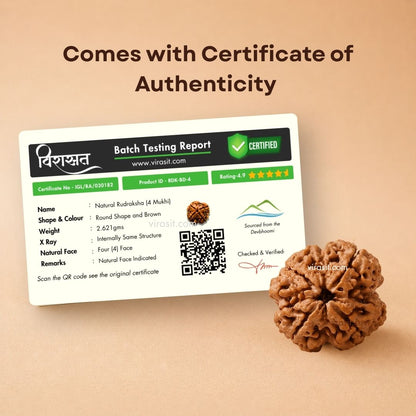 Nepali 4 Mukhi Rudraksha