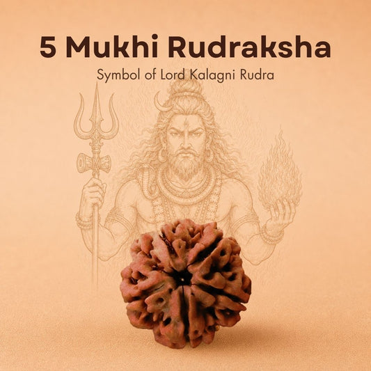 Nepali 5 Mukhi Rudraksha