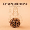 Nepali 6 Mukhi Rudraksha