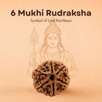 Nepali 6 Mukhi Rudraksha