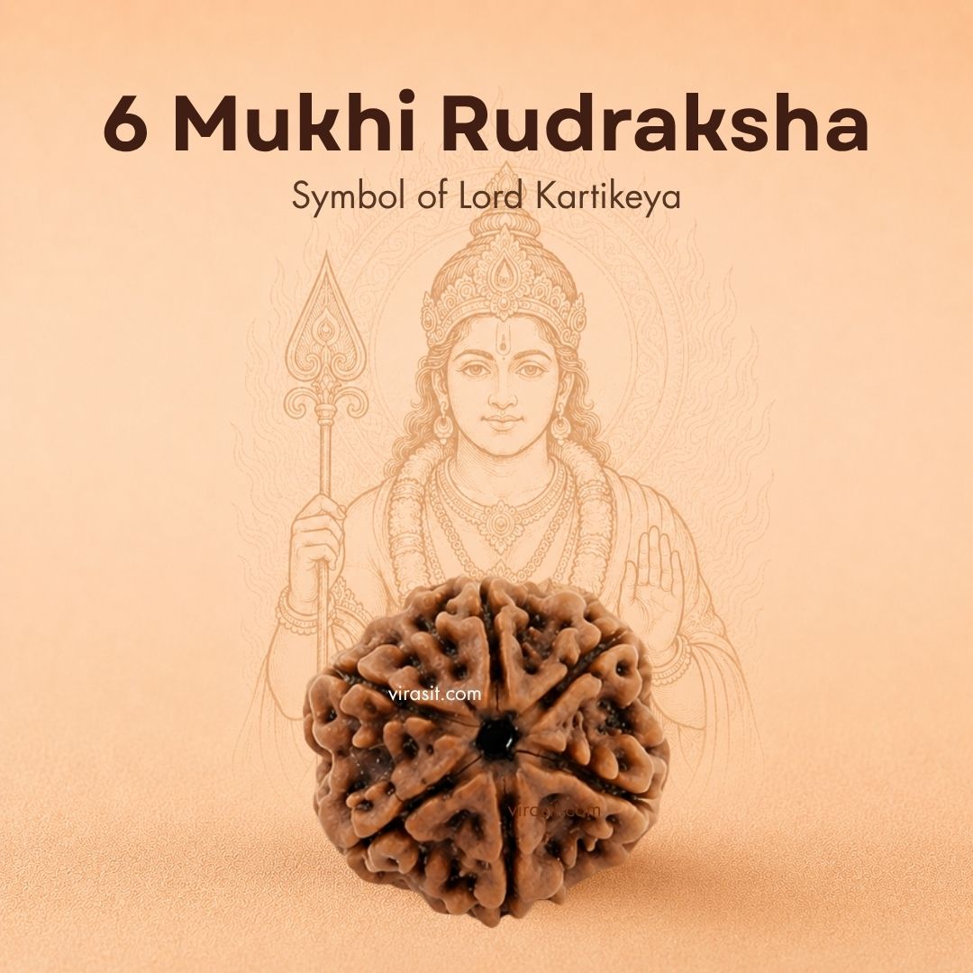 Nepali 6 Mukhi Rudraksha
