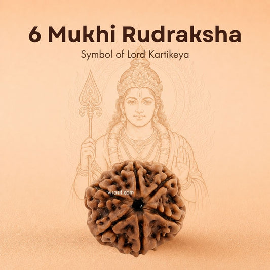 Nepali 6 Mukhi Rudraksha