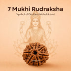 Nepali 7 Mukhi Rudraksha