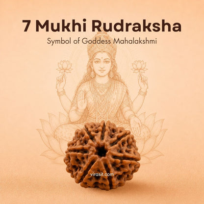 Nepali 7 Mukhi Rudraksha