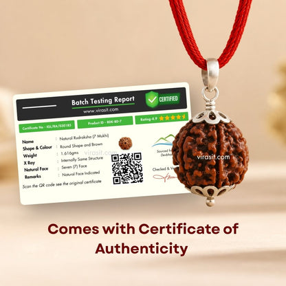 Nepali 7 Mukhi Rudraksha Pendant – 100% Natural & Certified