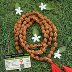 5 Mukhi Rudraksha Mala