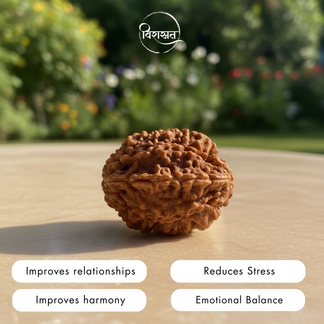 Nepali 2 Mukhi Rudraksha