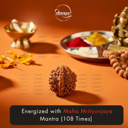 Nepali 2 Mukhi Rudraksha