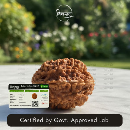 Nepali 2 Mukhi Rudraksha