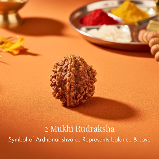 Nepali 2 Mukhi Rudraksha