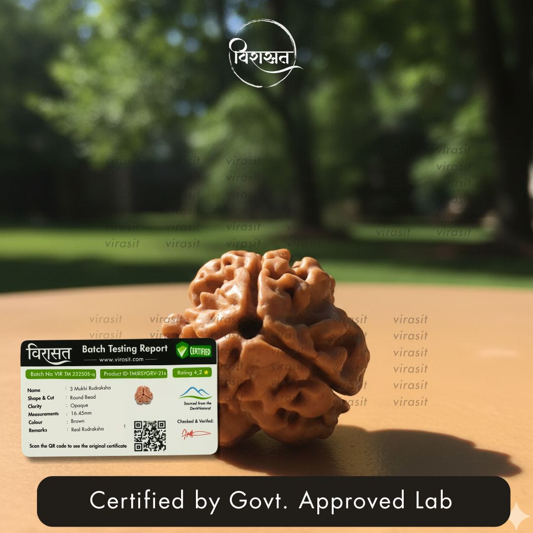 Nepali 3 Mukhi Rudraksha