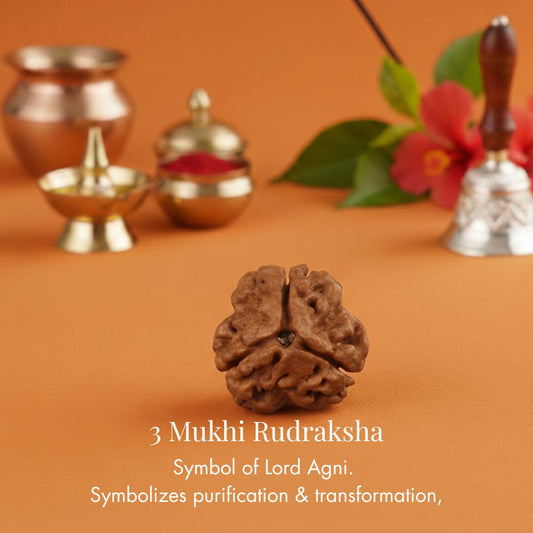 Nepali 3 Mukhi Rudraksha
