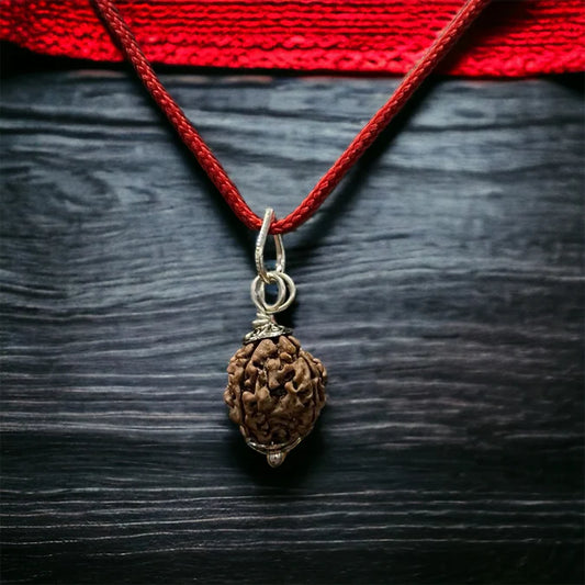 Nepali 4 Mukhi Rudraksha – 100% Natural & Certified