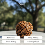 Nepali 4 Mukhi Rudraksha