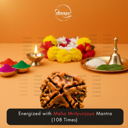 Nepali 4 Mukhi Rudraksha