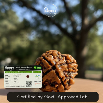 Nepali 4 Mukhi Rudraksha