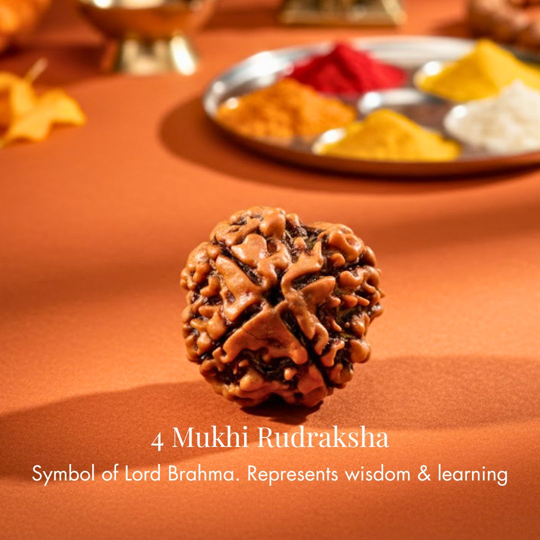 Nepali 4 Mukhi Rudraksha
