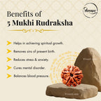 Nepali 5 Mukhi Rudraksha Pendant – 100% Natural & Certified