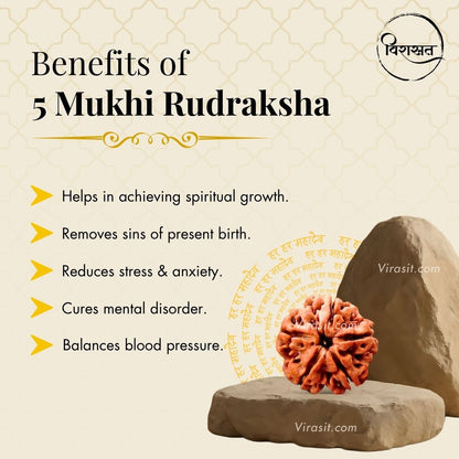 Nepali 5 Mukhi Rudraksha Pendant – 100% Natural & Certified