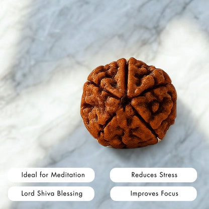 Nepali 5 Mukhi Rudraksha