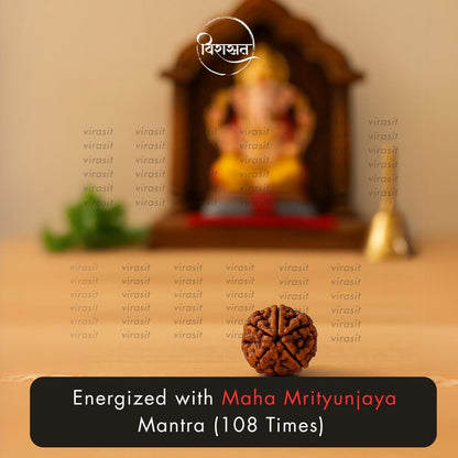 Nepali 5 Mukhi Rudraksha
