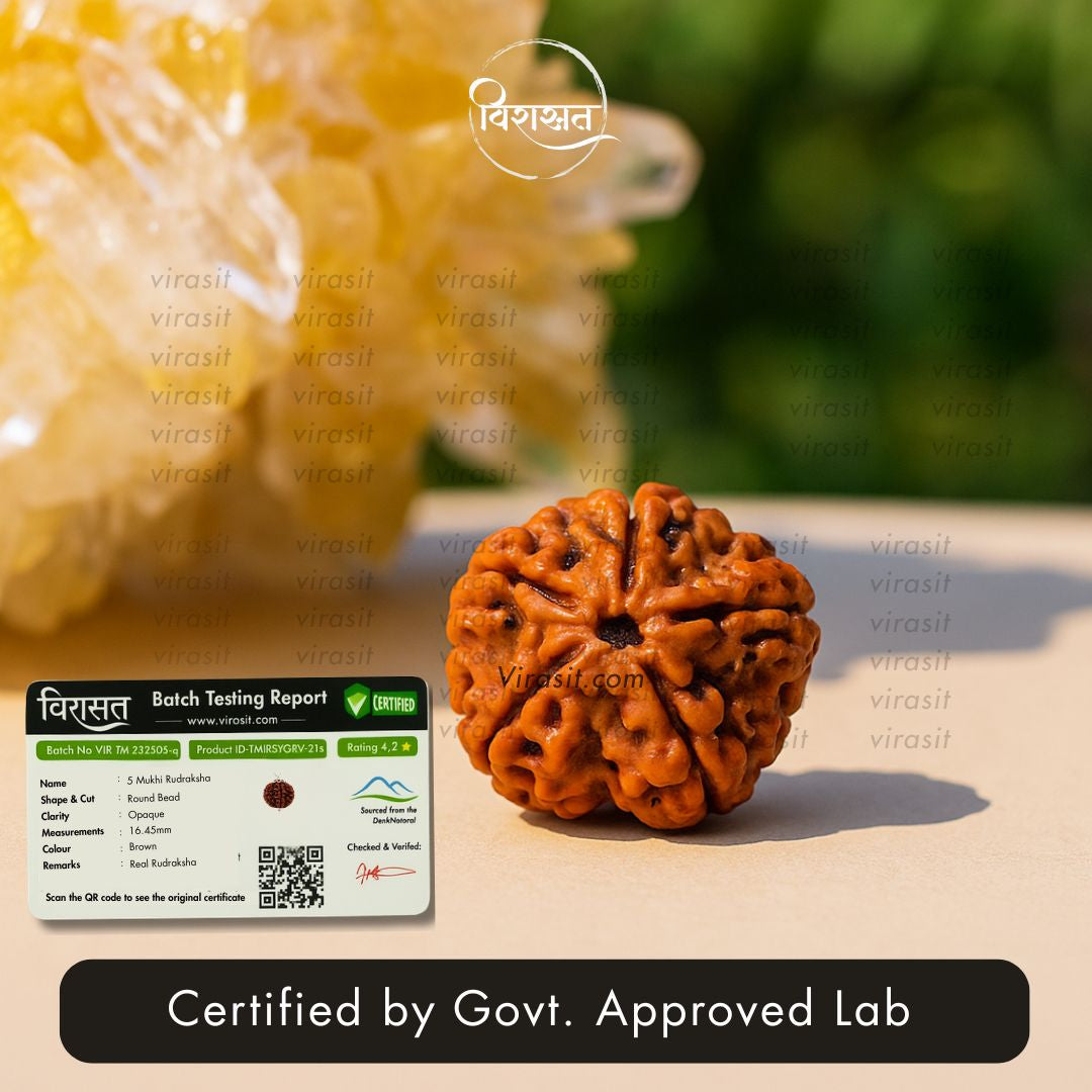 Nepali 5 Mukhi Rudraksha