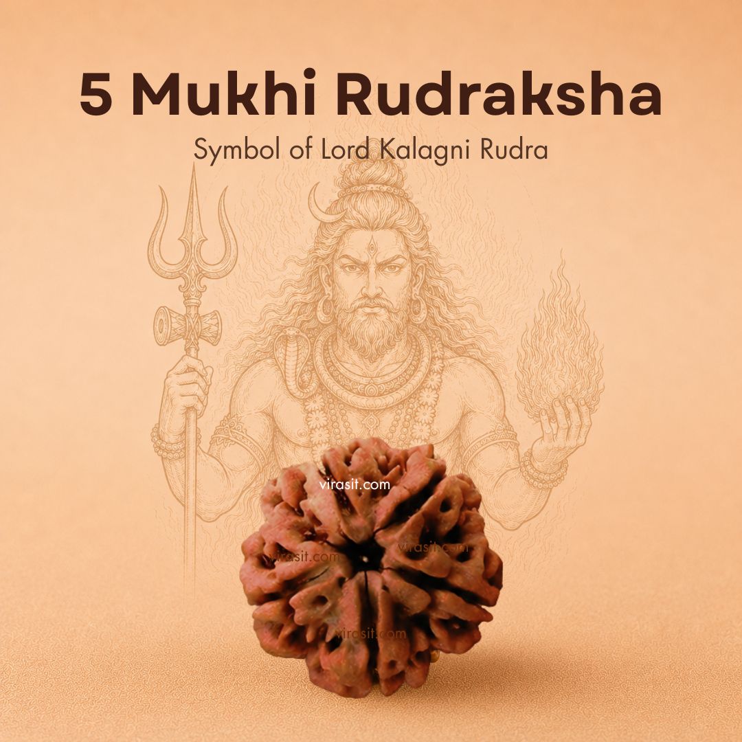 Nepali 5 Mukhi Rudraksha