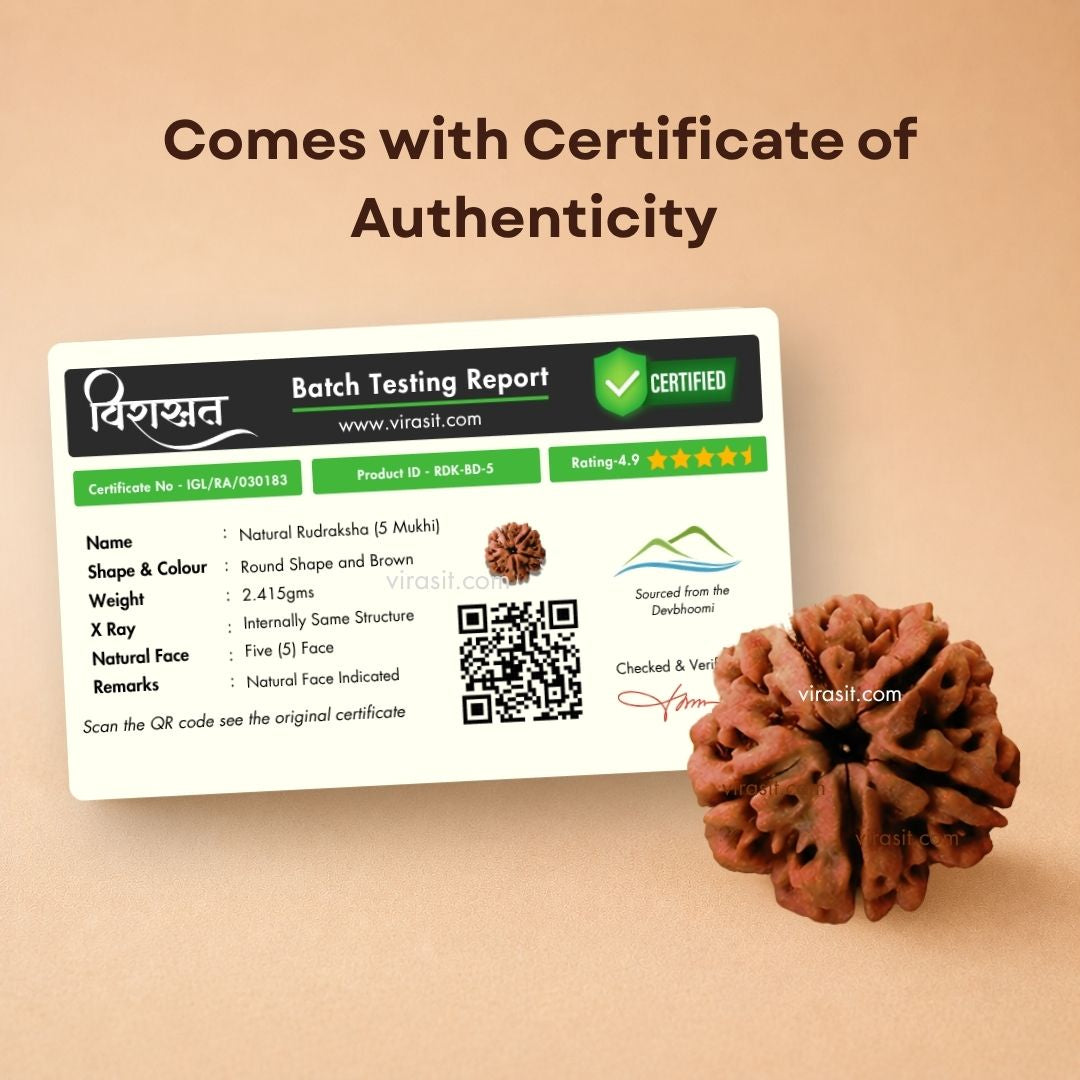 Nepali 5 Mukhi Rudraksha