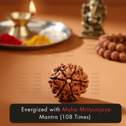 Nepali 6 Mukhi Rudraksha