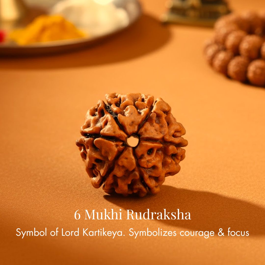 Nepali 6 Mukhi Rudraksha