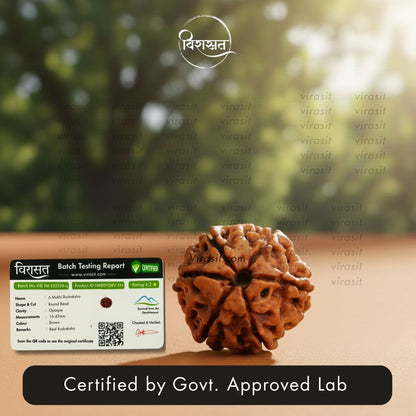 Nepali 6 Mukhi Rudraksha