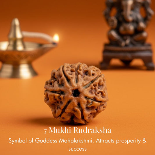 Nepali 7 Mukhi Rudraksha