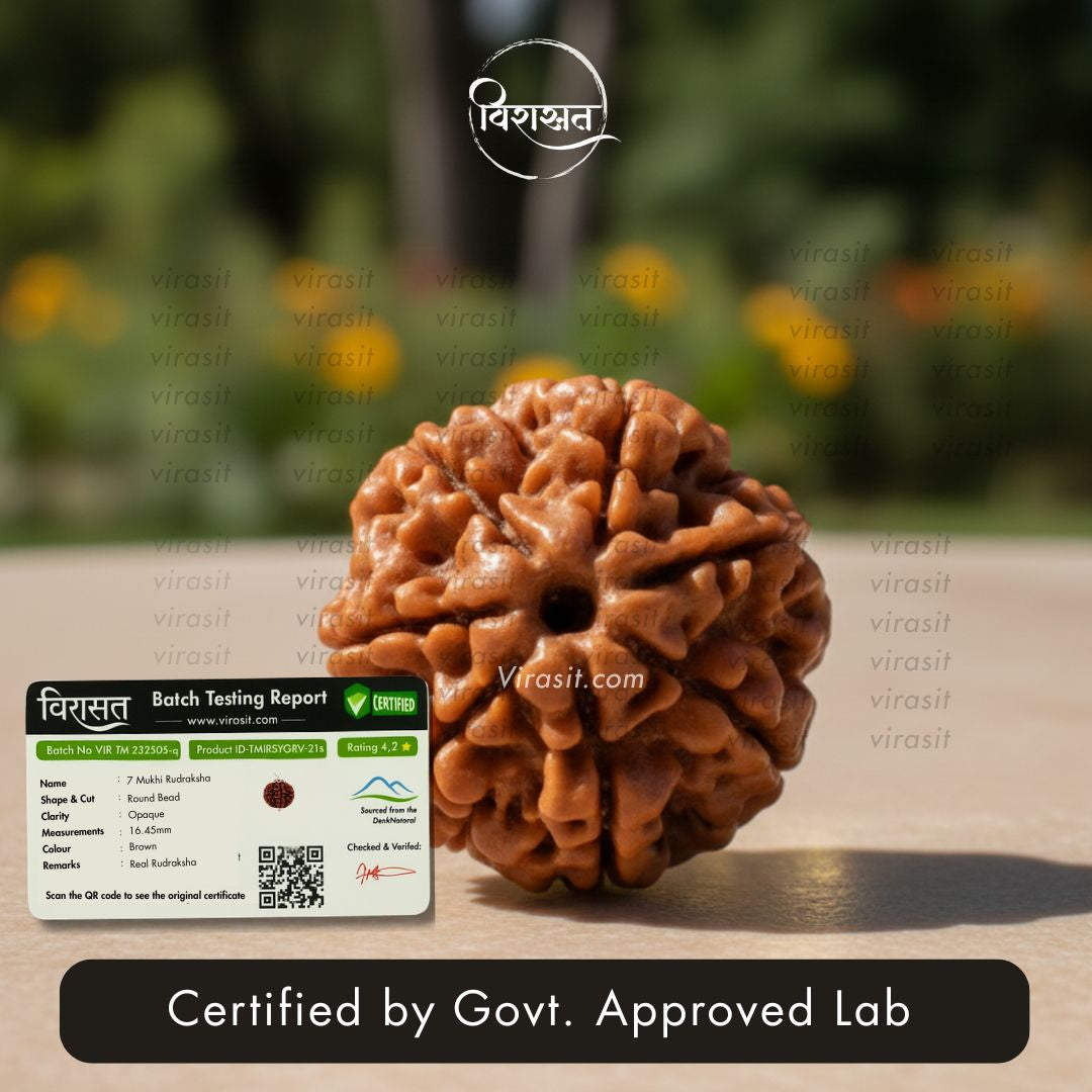 Nepali 7 Mukhi Rudraksha