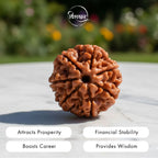 Nepali 7 Mukhi Rudraksha