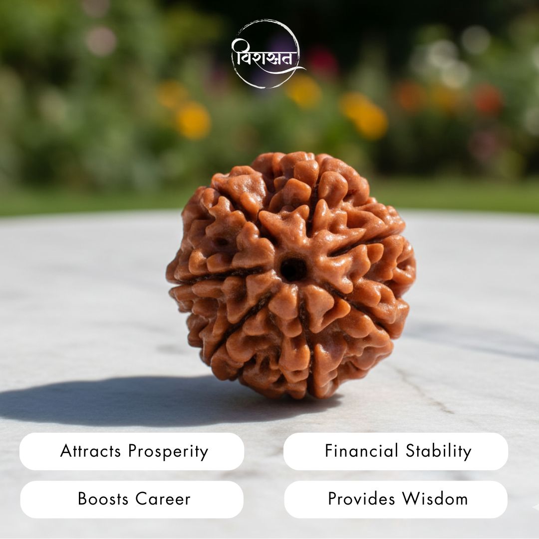 Nepali 7 Mukhi Rudraksha