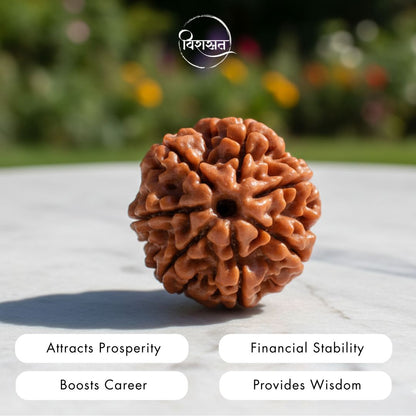 Nepali 7 Mukhi Rudraksha