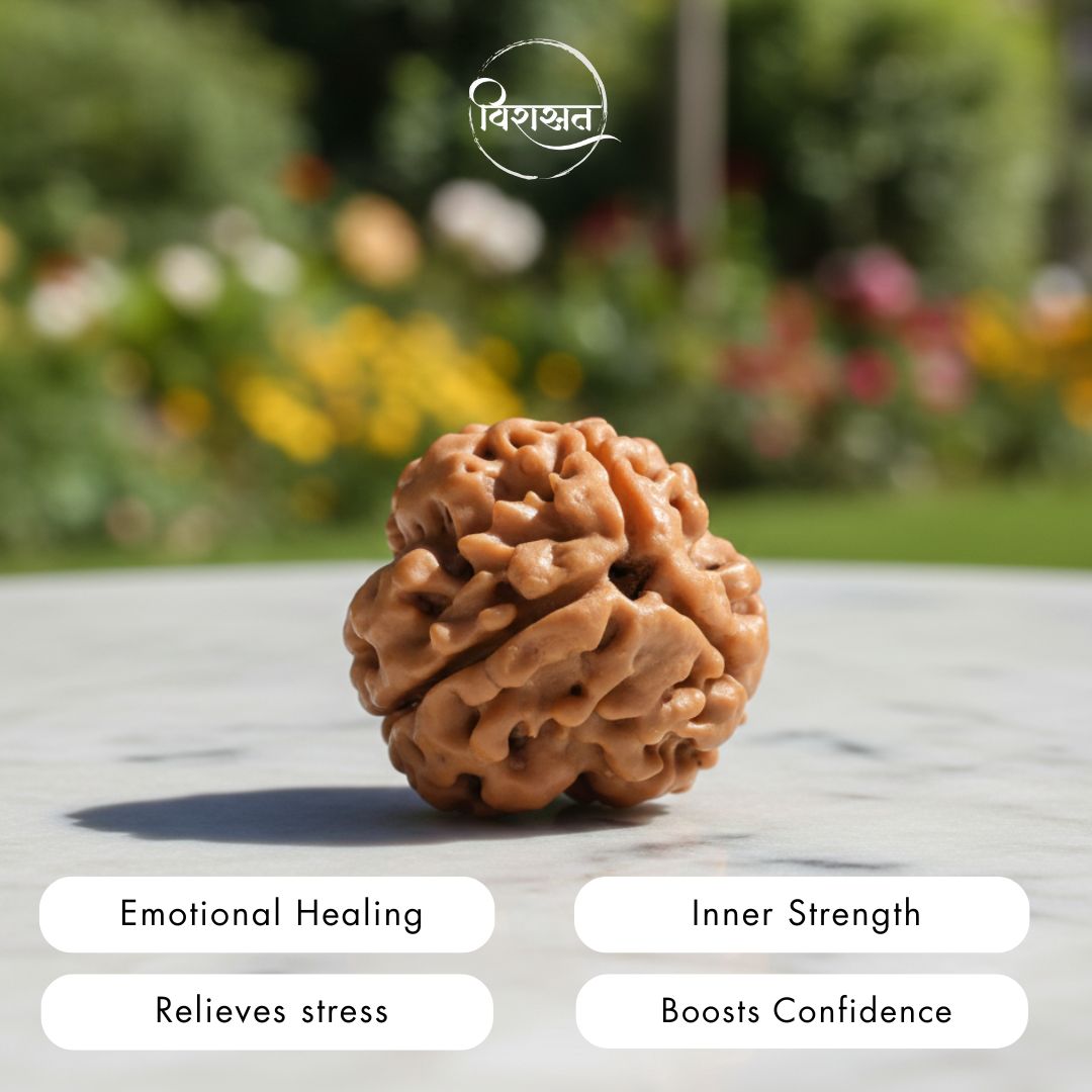 Nepali 3 Mukhi Rudraksha