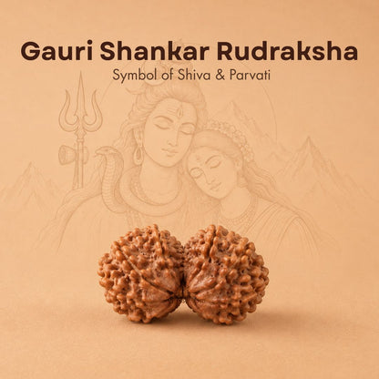 Nepali Gauri-Shankar Rudraksha
