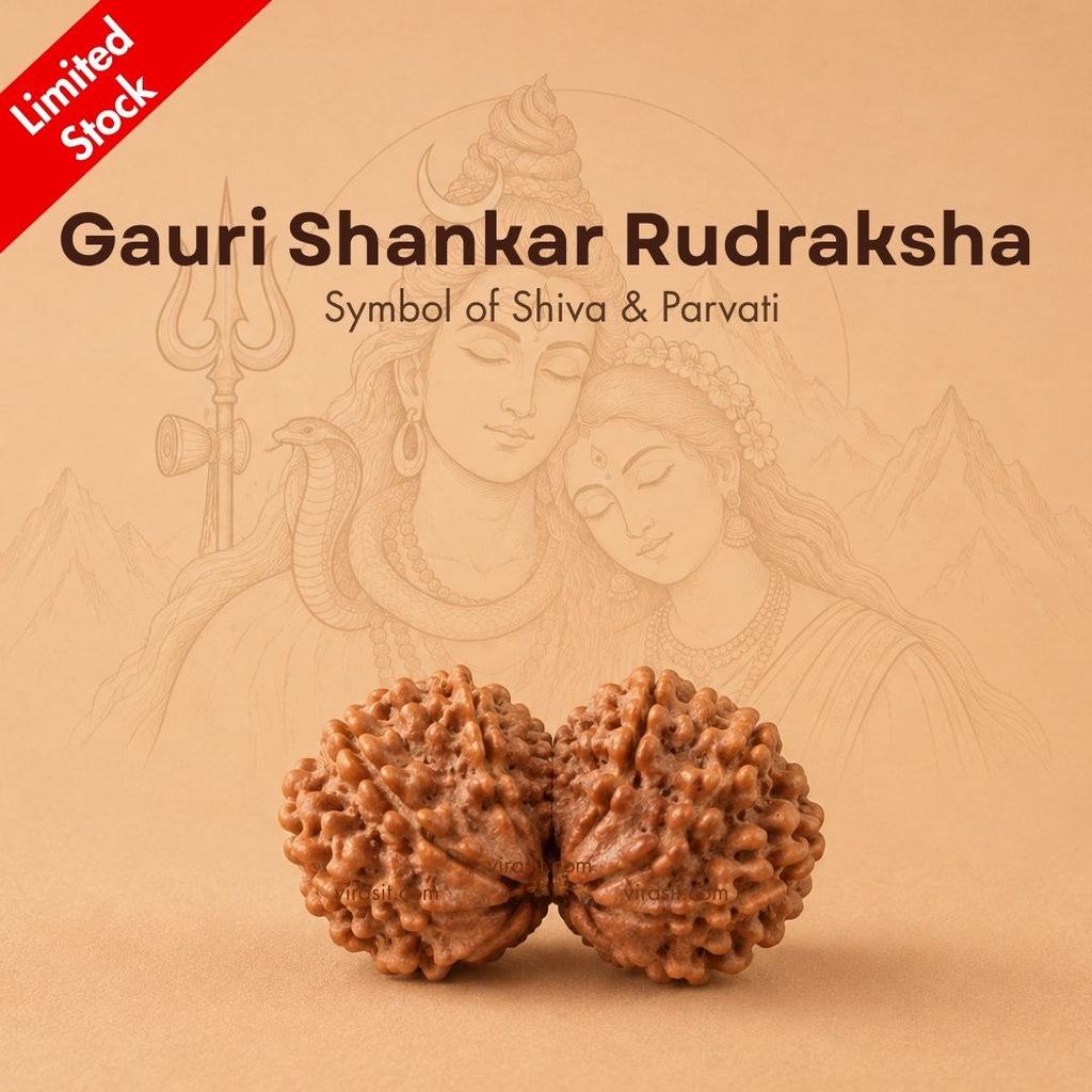Nepali Gauri-Shankar Rudraksha