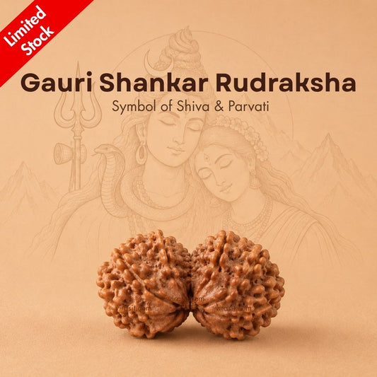 Nepali Gauri-Shankar Rudraksha
