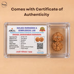 Nepali Gauri-Shankar Rudraksha